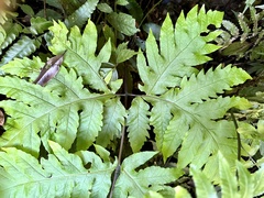 Tectaria griffithii