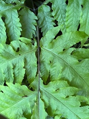 Tectaria griffithii