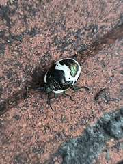 Poecilocoris lewisi