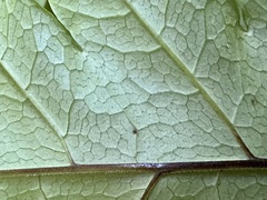 Tectaria griffithii