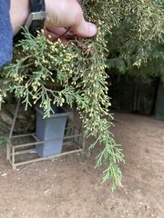 Juniperus procera