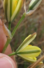 Albuca suaveolens