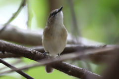 Gerygone magnirostris