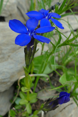 Gentiana bavarica bavarica