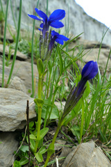 Gentiana bavarica bavarica