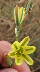 Albuca suaveolens