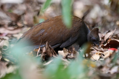 Megapodius reinwardt