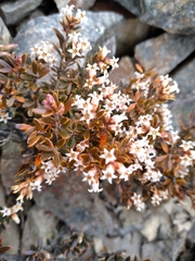 Acrothamnus colensoi