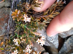 Acrothamnus colensoi