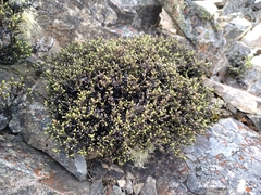 Helichrysum parvifolium