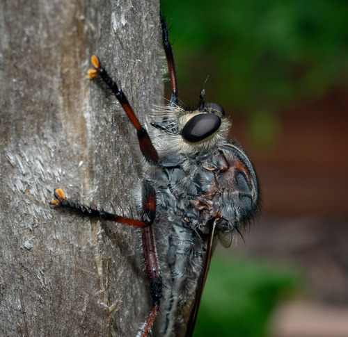Neoaratus hercules photo 5