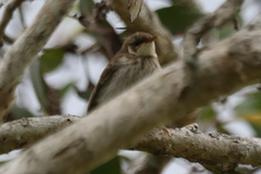 Ramsayornis modestus