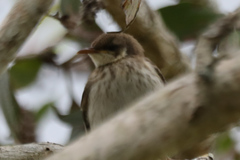 Ramsayornis modestus