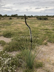 Xanthorrhoea caespitosa