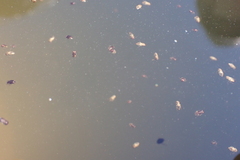 Nepomorpha