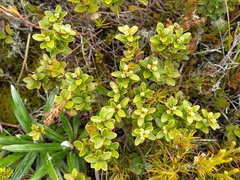 Gaultheria crassa