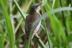 Ramsayornis modestus
