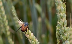 Anisoplia austriaca