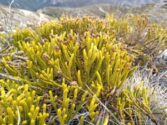 Veronica lycopodioides