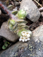 Pimelea