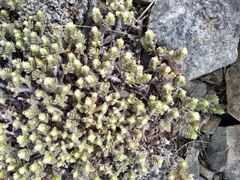 Pimelea