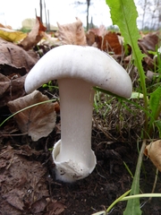 Volvopluteus gloiocephalus