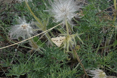 Pulsatilla turczaninovii