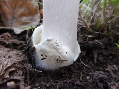 Volvopluteus gloiocephalus