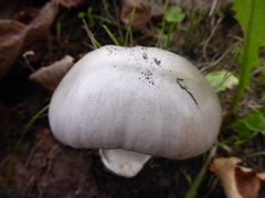 Volvopluteus gloiocephalus