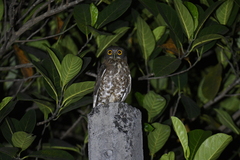 Ninox scutulata
