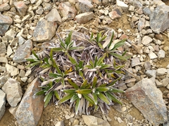 Celmisia spectabilis spectabilis