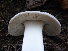 Volvopluteus gloiocephalus