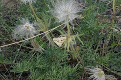 Pulsatilla turczaninovii