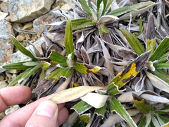 Celmisia spectabilis spectabilis