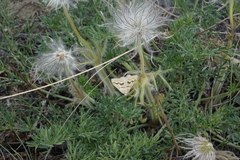 Pulsatilla turczaninovii
