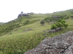 Protea roupelliae roupelliae