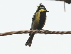 Machlolophus aplonotus