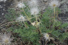 Pulsatilla turczaninovii