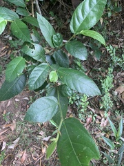 Ficus coronata