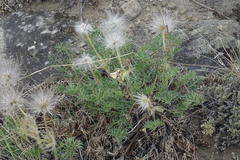 Pulsatilla turczaninovii