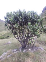 Protea roupelliae roupelliae