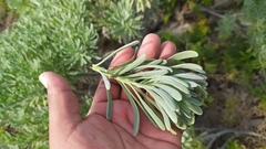 Tournefortia gnaphalodes