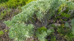 Tournefortia gnaphalodes