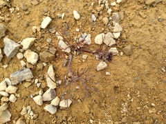 Anisotome filifolia