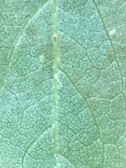 Rhododendron pilosum