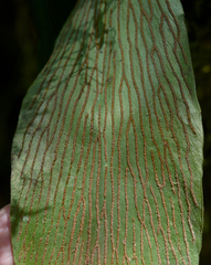 Antrophyum callifolium