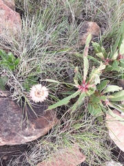 Protea