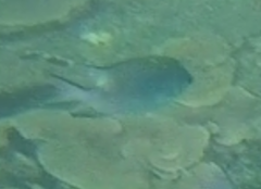 Amblyglyphidodon indicus