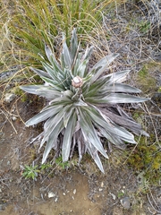 Celmisia semicordata