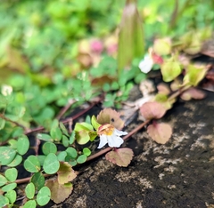 Torenia polygonoides